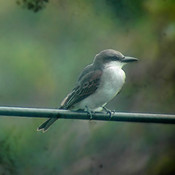 Gray Kingbird